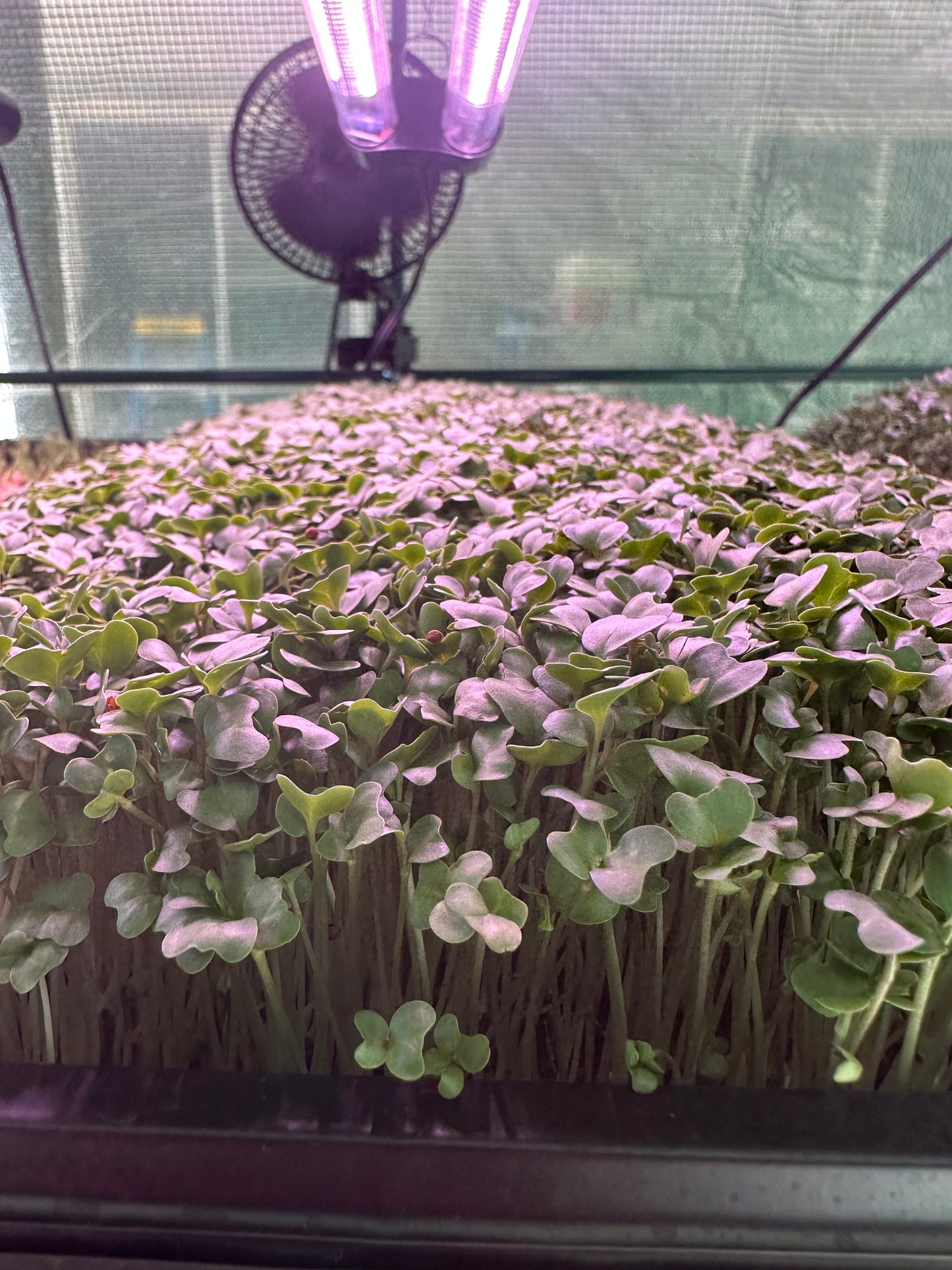 Organic Broccoli Microgreens