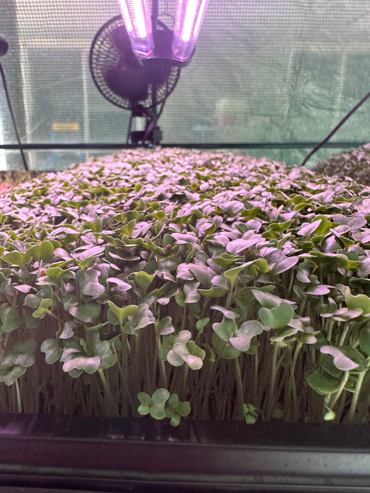 Organic Broccoli Microgreens