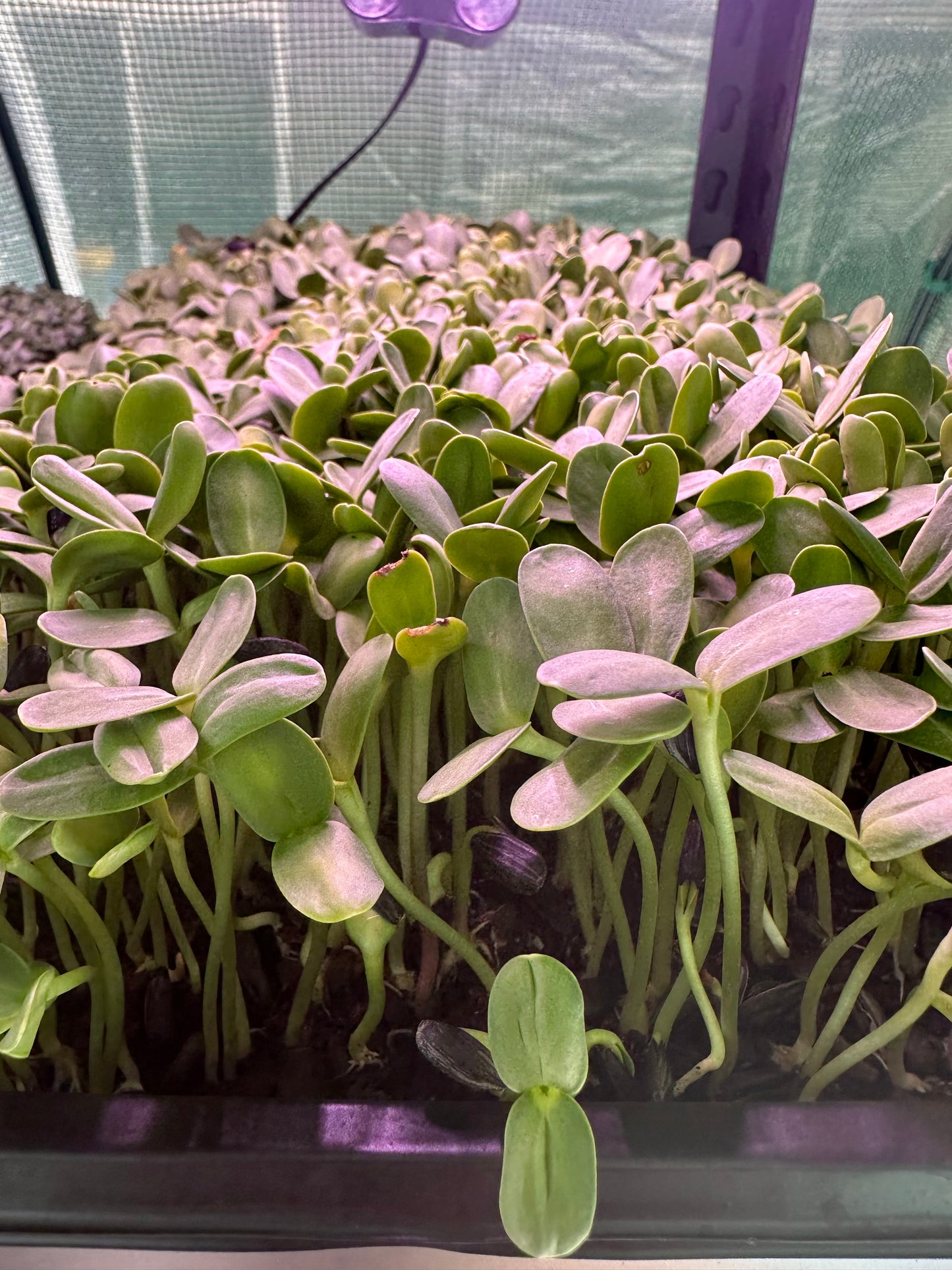 Organic Black Oil Sunflower Microgreens